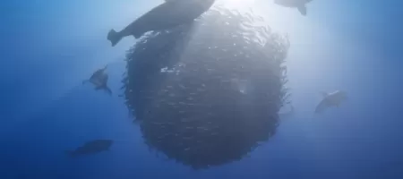Beyond Blue